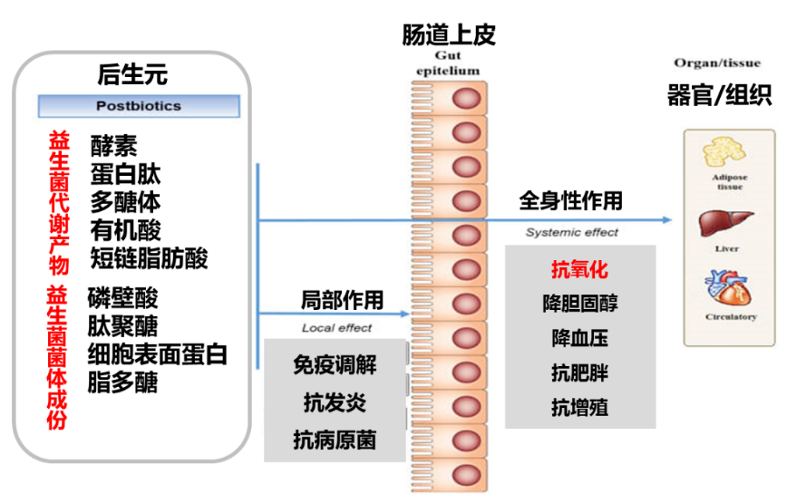 一文解读：益生菌、益生元、后生元的关系？