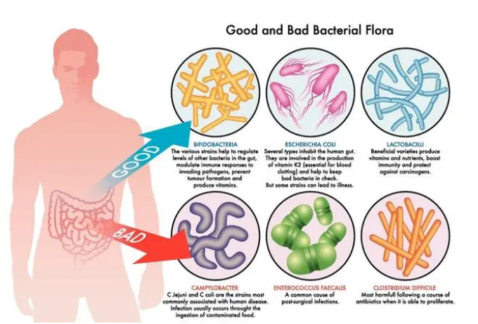 人体内有益菌和有害菌的示意图