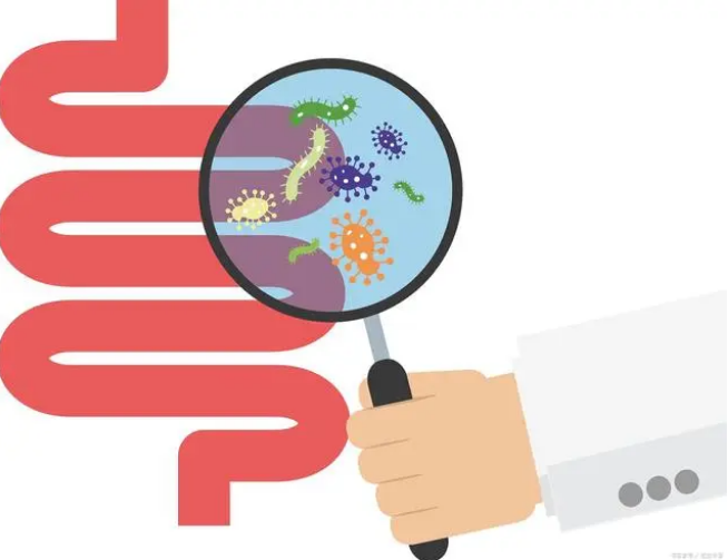 肠道健康、膳食均衡、肠道菌群