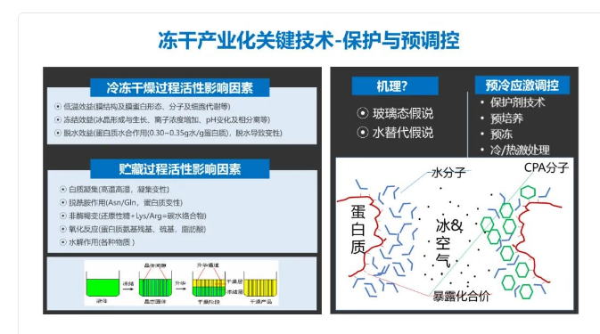 益生菌粉冻干发酵、益生菌粉冷冻干技术