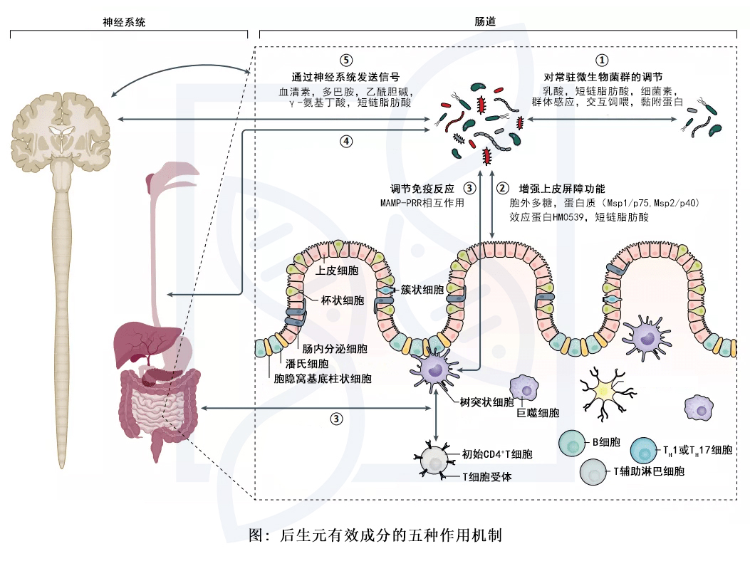 后生元有5大作用机制：后生元的作用机制、后生元作用是什么、后生元的作用方式、后生元的功效和作用