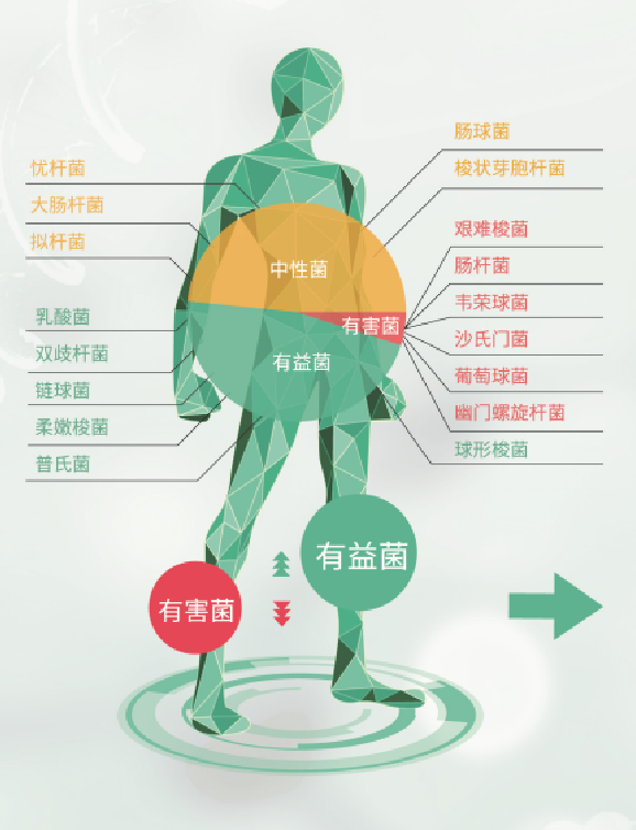 人体肠道菌群、有益菌、有害菌、中性菌