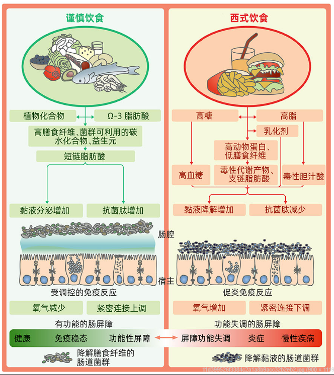 膳食菌衡