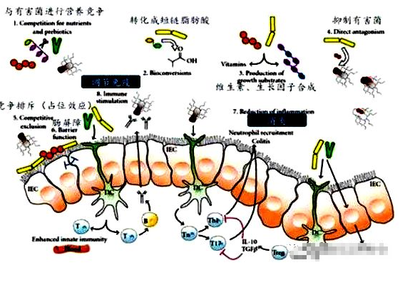 灭活益生菌