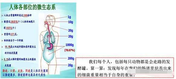 肠道菌群的种类及数量