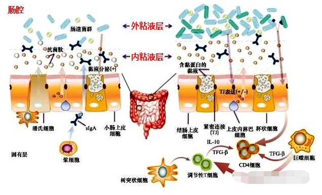 粘膜屏障