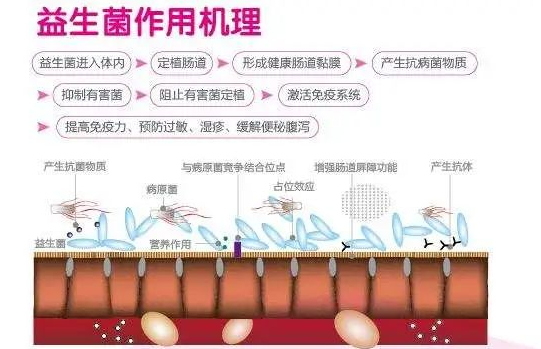 益生菌需要吃多久才有效果