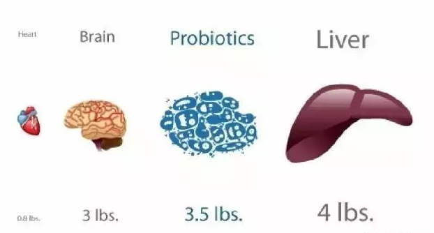 益生菌在我们体内的重量超过我们的大脑