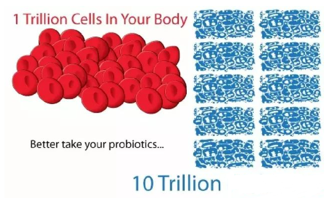 超过10倍细胞数的益生菌在我们身体里面