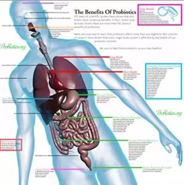 益生菌活在我们的整个身体里面（不只是我们的肚子！）
