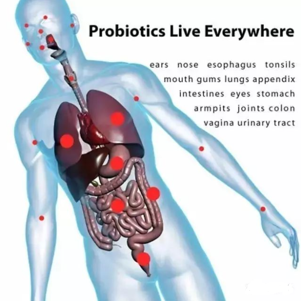 食用益生菌已知有超过100个优点