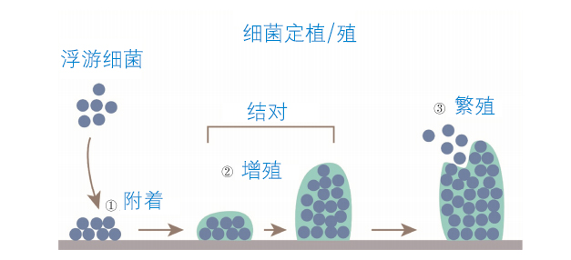 益生菌机制