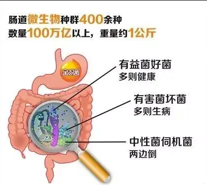 人体中益生菌数量