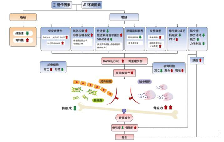 原发性骨质疏松的发病机制[12]