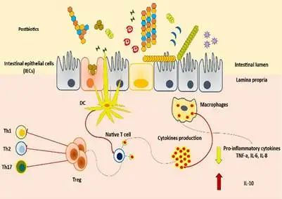 图2. 后生元发挥其生物学功能的主要作用机制