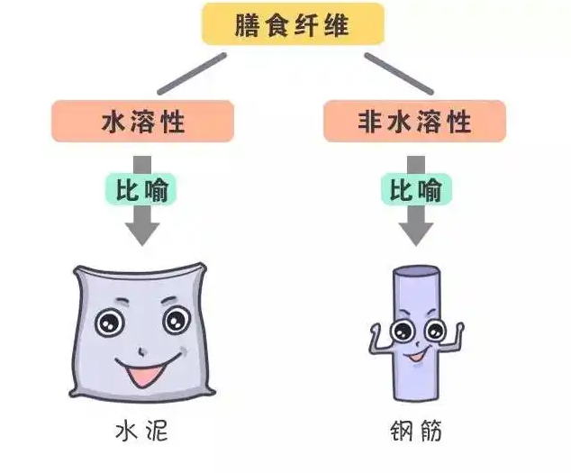 可溶性膳食纤维和不可溶性膳食纤维区别