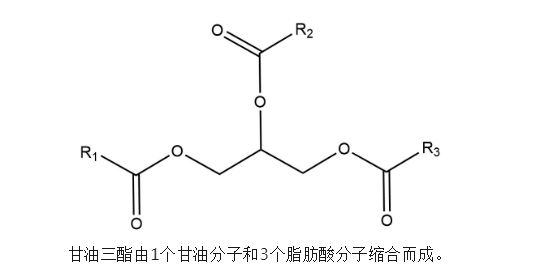 甘油三酯