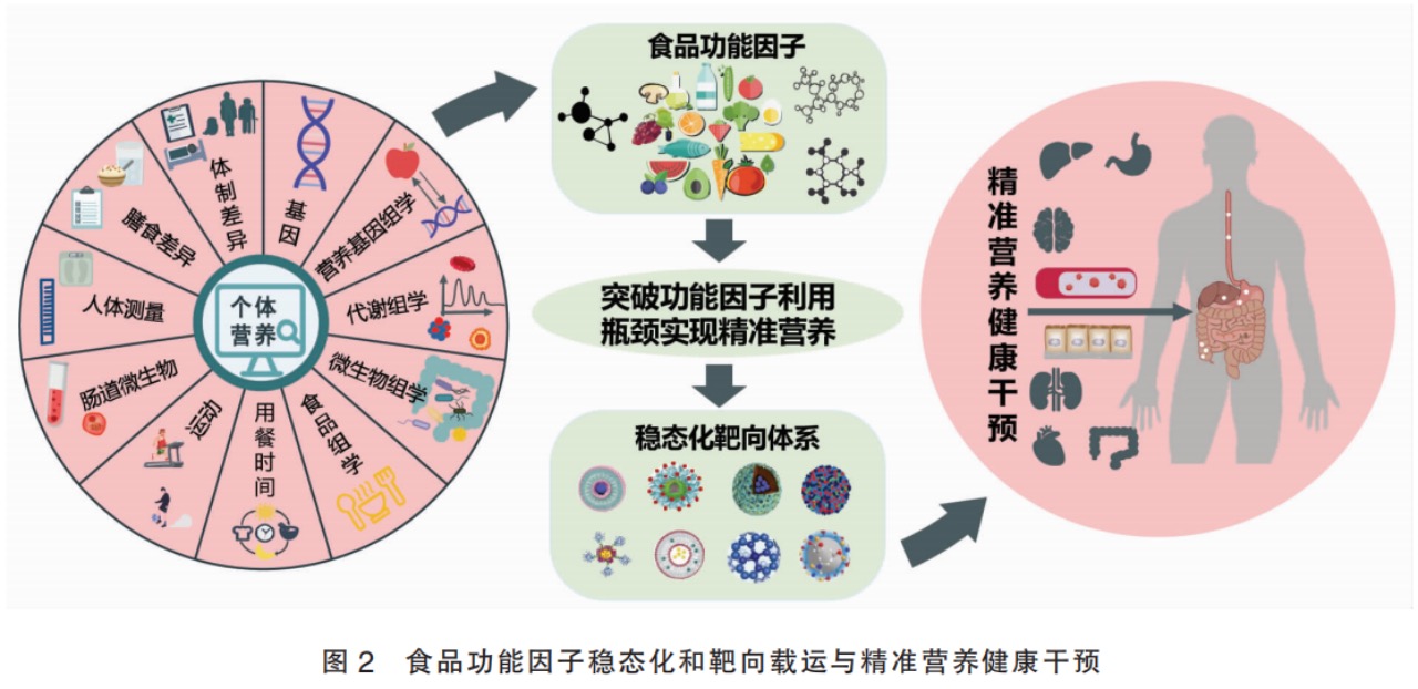 精准营养、靶向营养、靶向营养递送