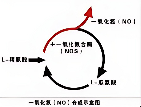 种氨基酸 L-精氨酸和 L-瓜氨酸也能促进体内一氧化氮的产生