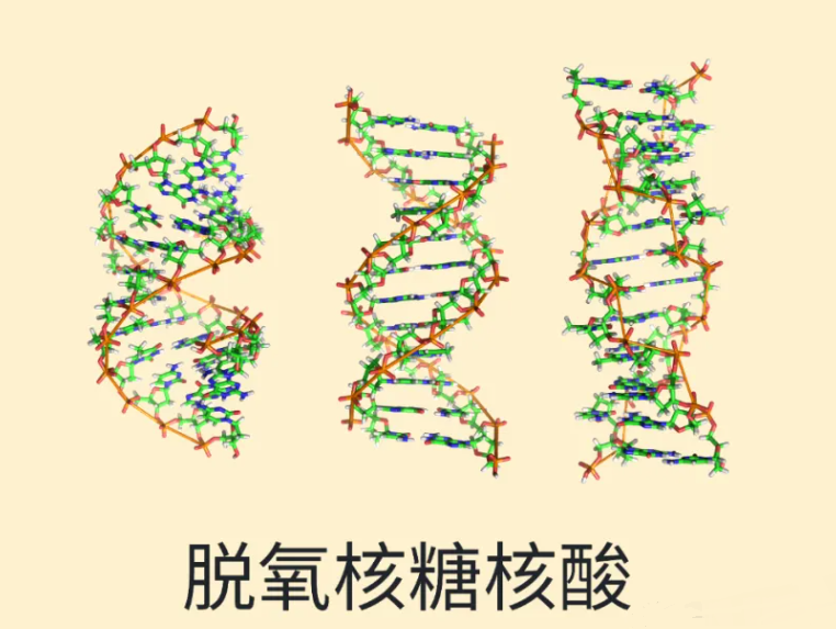 脱氧核糖核酸