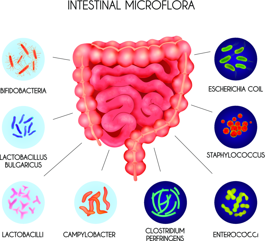 精准营养新观点—肠道菌群