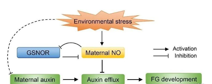 一氧化氮调控雌配子体发育的分子机制模式图