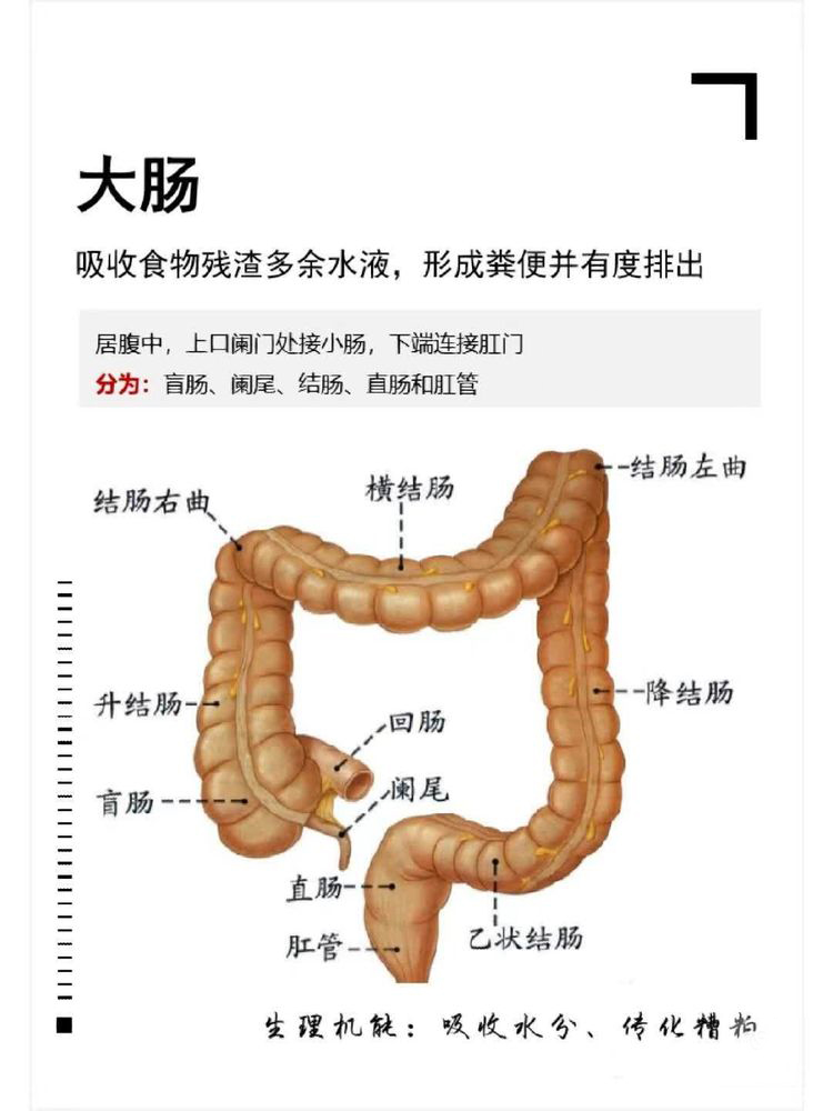 肠道健康