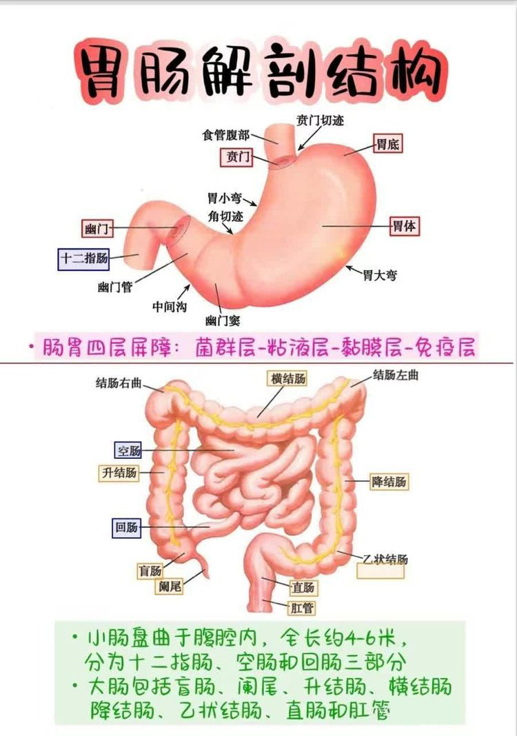 肠道健康