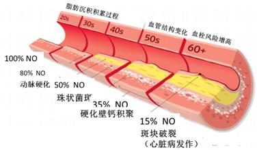 图1体内产生一氧化氮随年龄和脂肪沉积积累过程的变化