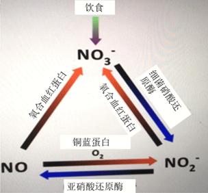 图3体内产生一氧化氮的硝酸盐和亚硝酸途径示意图