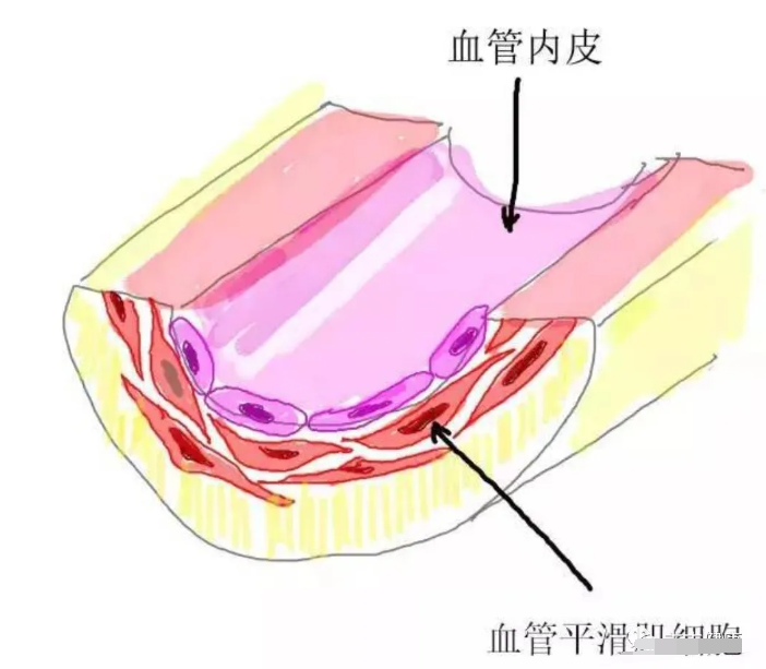 使血管平滑肌放松，从而增加血管直径