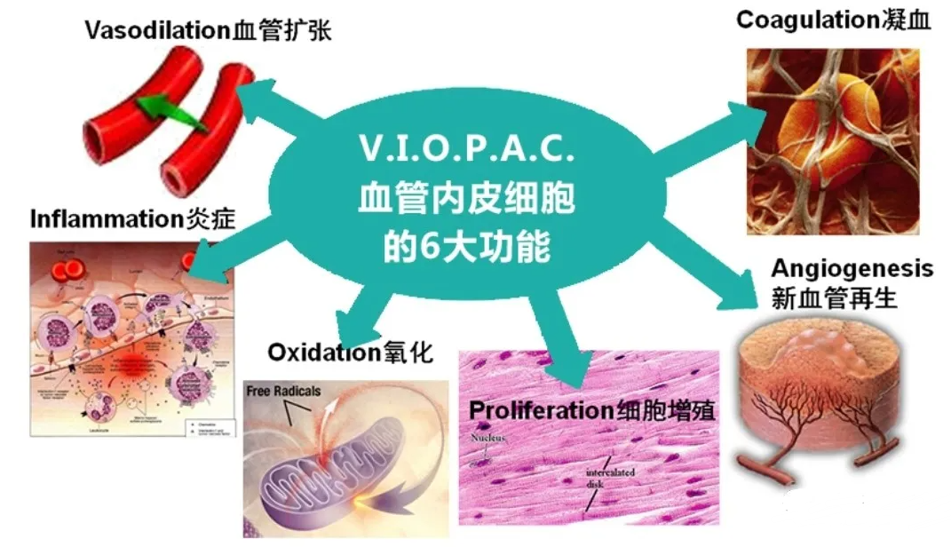 一氧化氮在降低血压、扩张血管