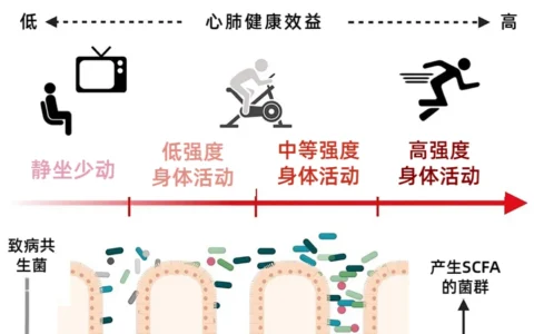 运动与肠道微生物：一场微妙的平衡