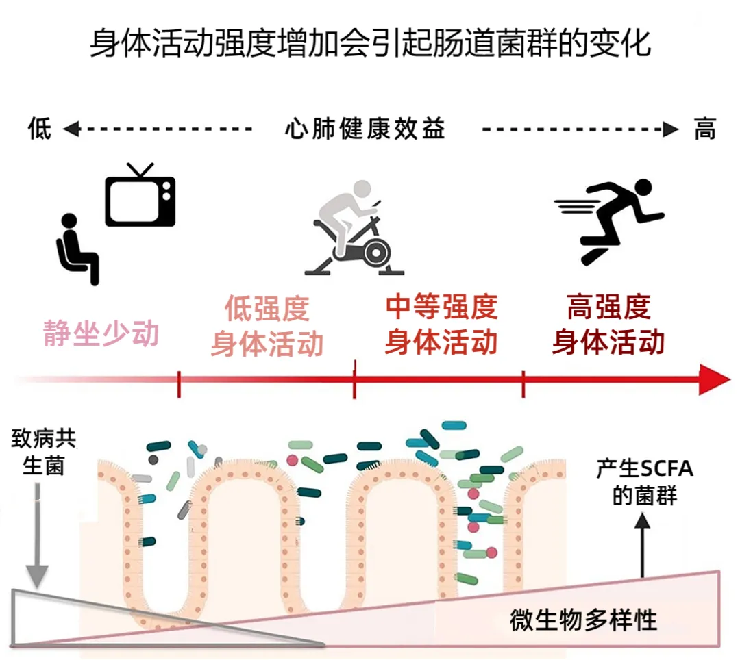 肠道菌群