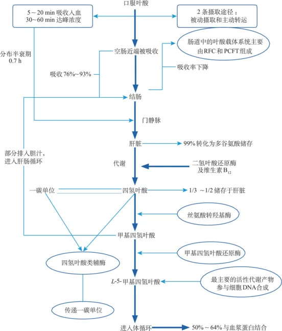 RFC 为还原叶酸载体; PCFT 为质子偶联叶酸转运载体 