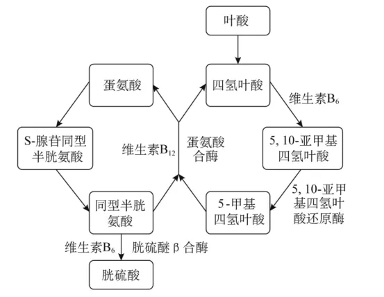 同型半胱氨酸代谢过程示意图